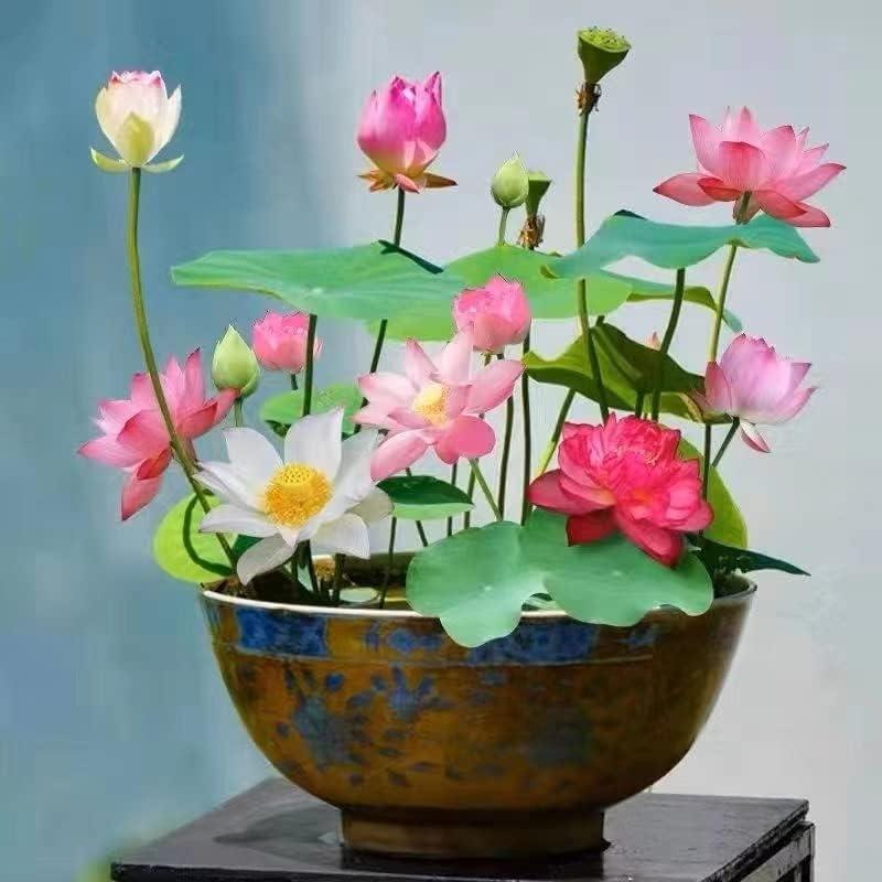 Lisslune | LotusWaters – Bonsai Water Garden Seeds for Pond and Balcony