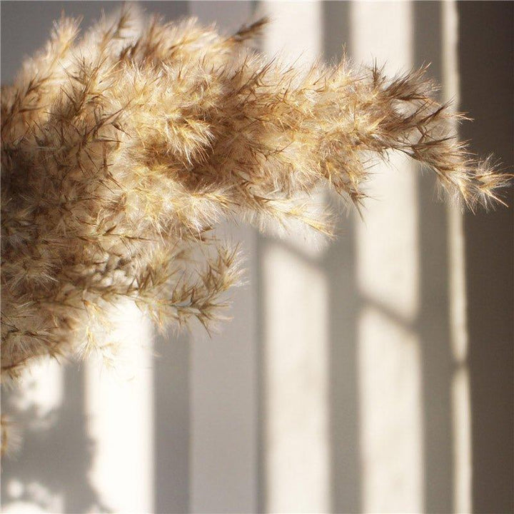 Lisslune | 60 cm natural, real, brown-beige dried pampas grass bouquet │ fluffy feather for modern boho home decoration