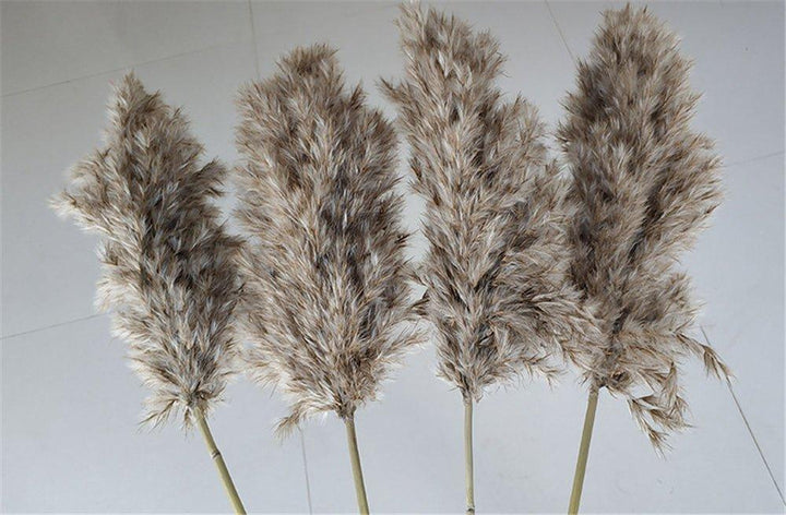 Lisslune | 60 cm natural, real, brown-beige dried pampas grass bouquet │ fluffy feather for modern boho home decoration