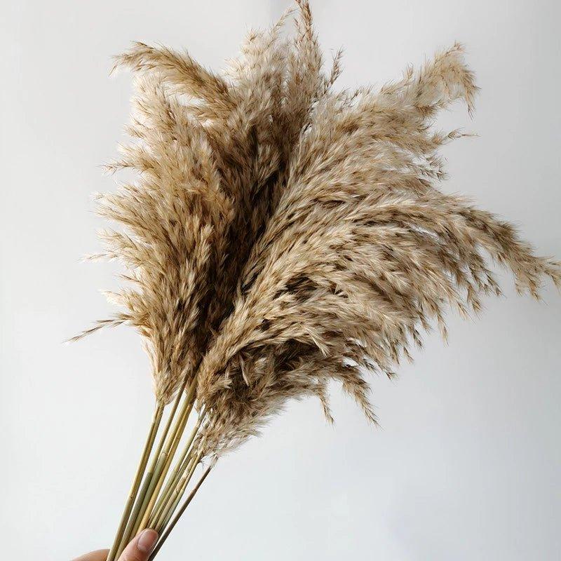 Lisslune | 60 cm natural, real, brown-beige dried pampas grass bouquet │ fluffy feather for modern boho home decoration