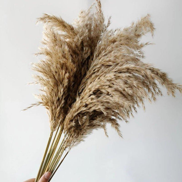Lisslune | 60 cm natural, real, brown-beige dried pampas grass bouquet │ fluffy feather for modern boho home decoration