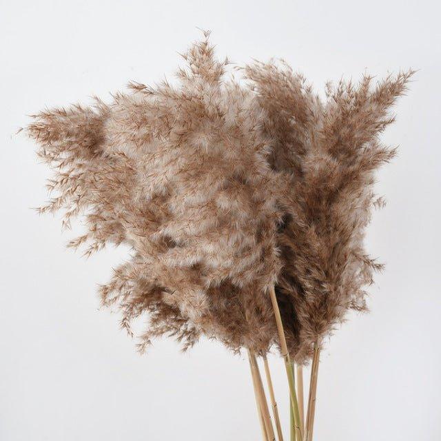 Lisslune | 60 cm natural, real, brown-beige dried pampas grass bouquet │ fluffy feather for modern boho home decoration