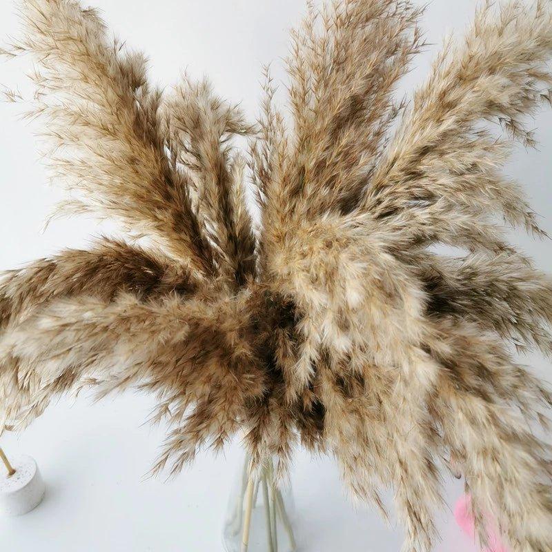 Lisslune | 60 cm natural, real, brown-beige dried pampas grass bouquet │ fluffy feather for modern boho home decoration