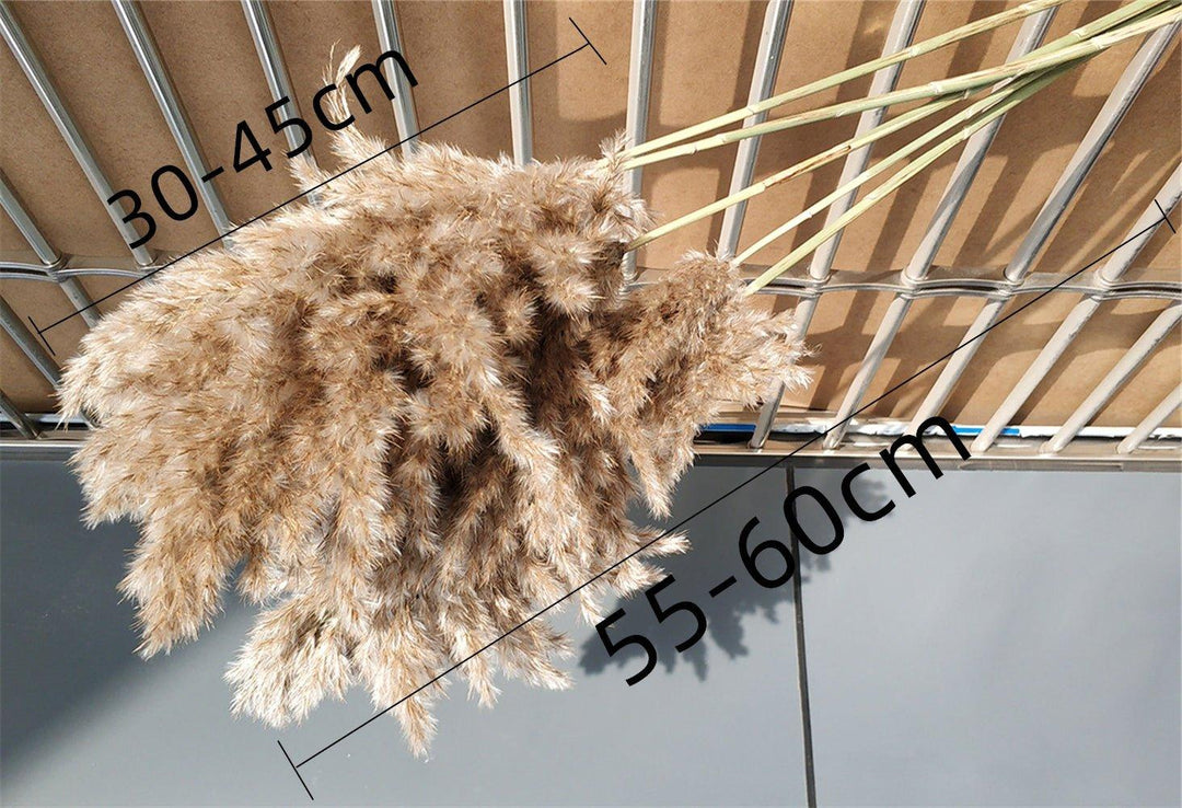Lisslune | 60 cm natural, real, brown-beige dried pampas grass bouquet │ fluffy feather for modern boho home decoration