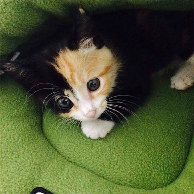 Lisslune | COZYDEN - Hideaway Cave Pet Bed