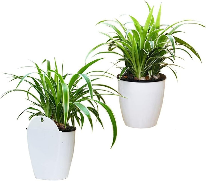 Lisslune | Self-watering hanging plant pot – Modern flower pot for wall mounting
