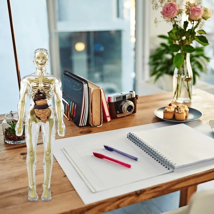 Lisslune | Clear Human Body Structure Model