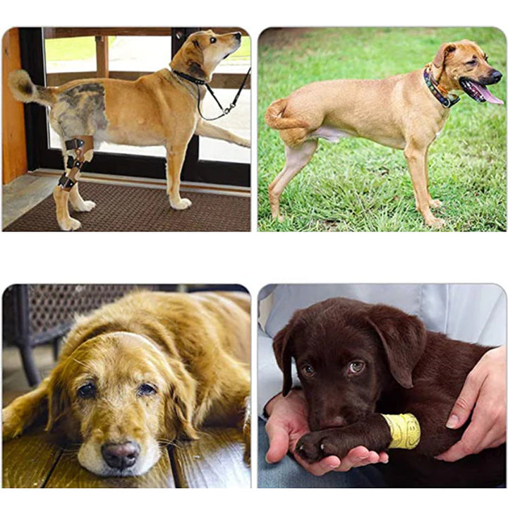 Lisslune | Orthopedic Strap for Hind Legs