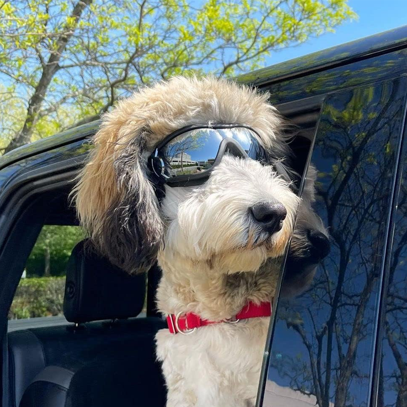Lisslune | Outdoor Protection Glasses for Dogs