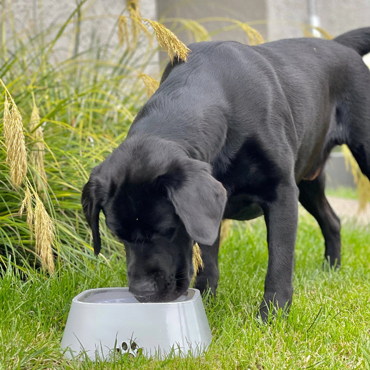 Lisslune | Dry Bowl Dog Drinking