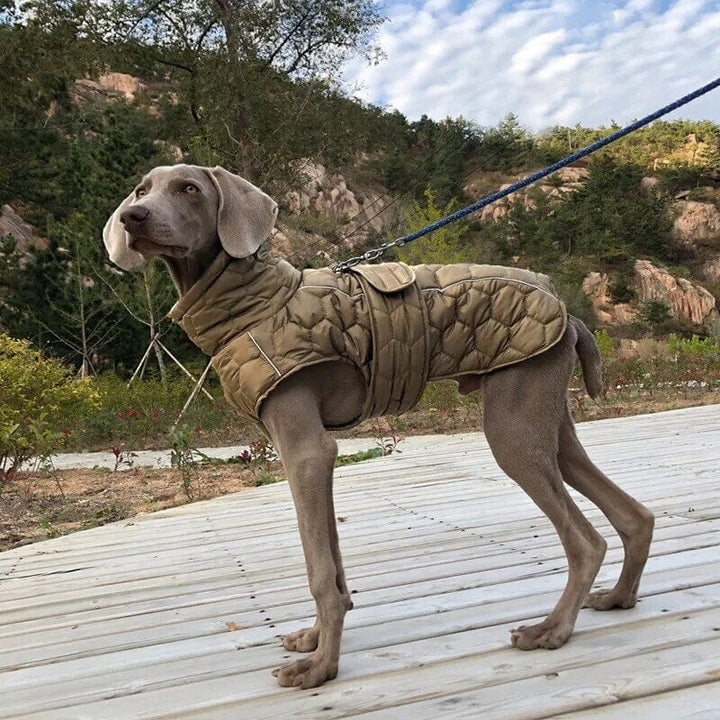 Lisslune | pet coat