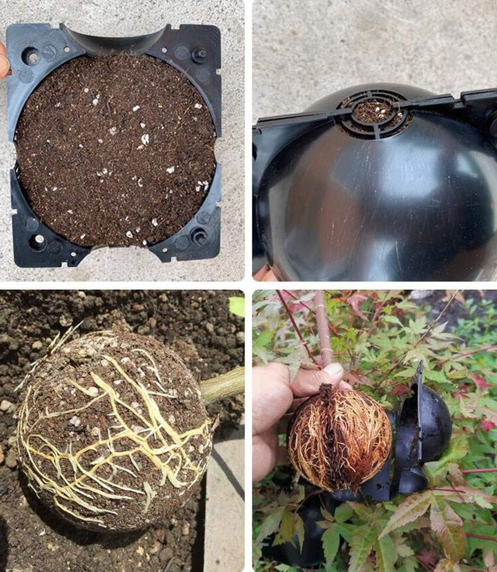 Lisslune | Plant protection balls for roots – Protective caps for safe replanting and growth