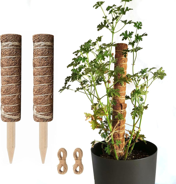 Lisslune | Coconut moss stick for climbing plants – Natural climbing aid for houseplants and garden