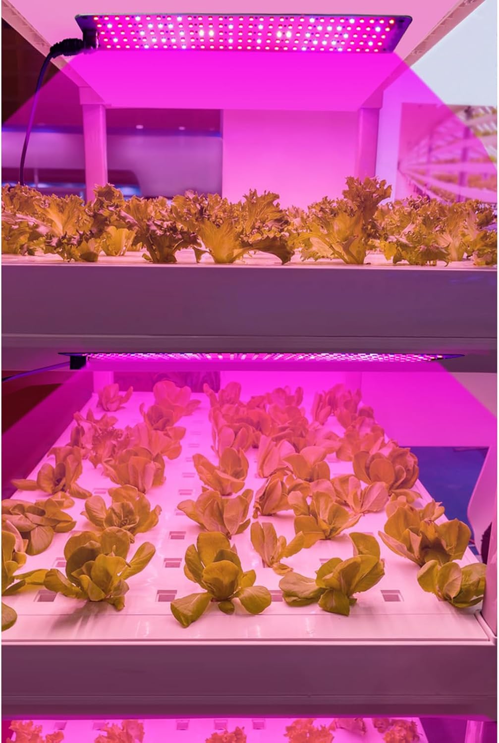 Lisslune | LED Quantum Plant Light Panel for Growth and Color Promotion – With Adjustable Light Mode