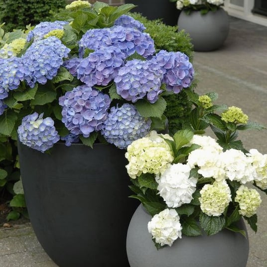 Lisslune | Outdoor Artificial Hydrangea Flowers