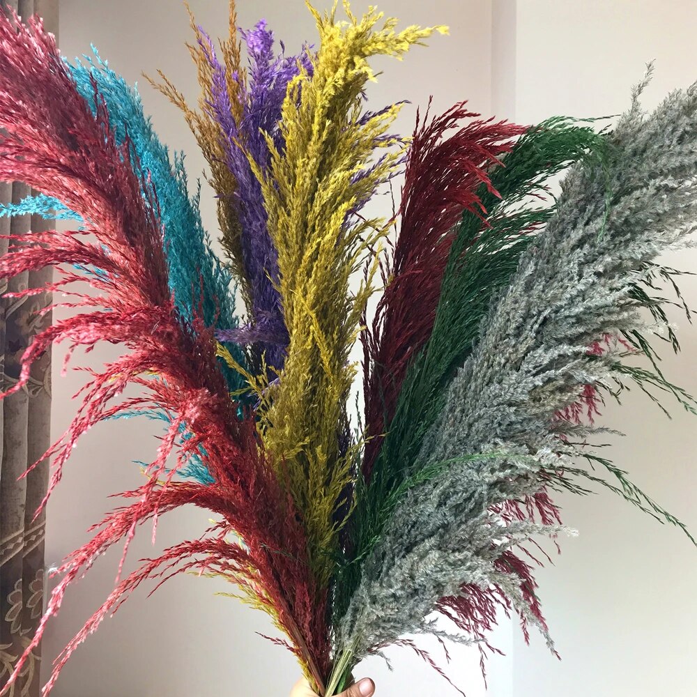 Lisslune | Pampas Dried Flowers