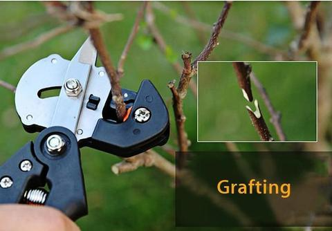 Lisslune | Refinement scissors for garden – Precise cutting tools for grafting and refining plants