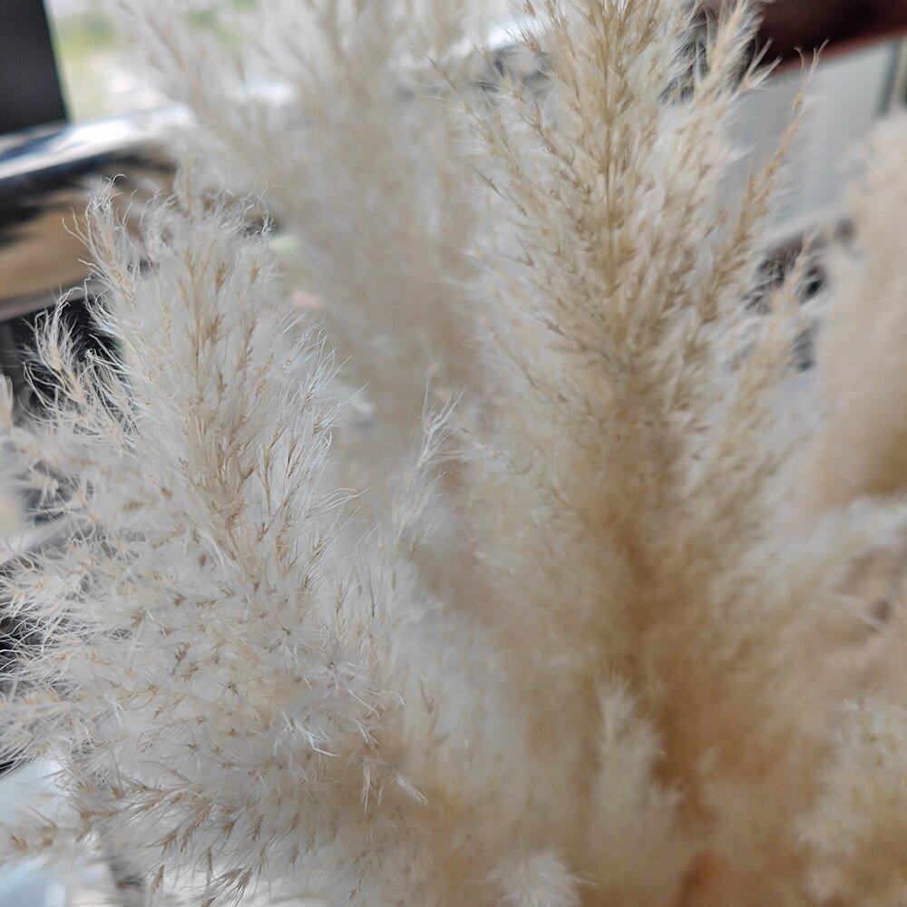 Lisslune | 80 cm natural, real dried pampas grass bouquet (white / beige / gray) │ fluffy feather for modern boho home decor