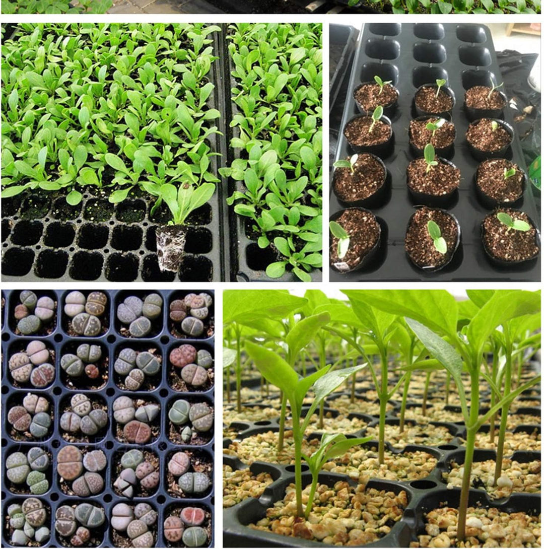 Lisslune | Rectangular Plant Bowl – Seedling Tray for Efficient Germination and Growth of Seedlings