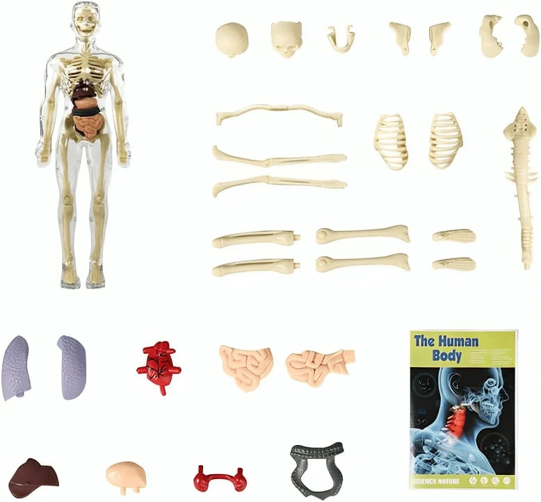 Lisslune | Clear Human Body Structure Model