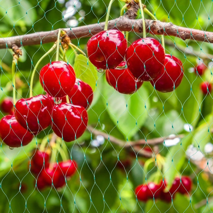 Lisslune | Protective net for garden plants – Green net against pests and animals