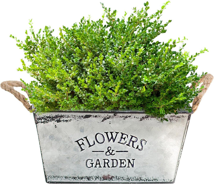 Lisslune | Decorative flower and garden container made of metal with hemp rope handles