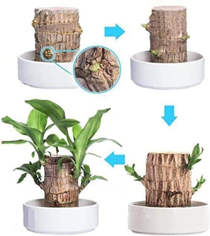 Lisslune | Lucky Brazil Wood Potted Plant