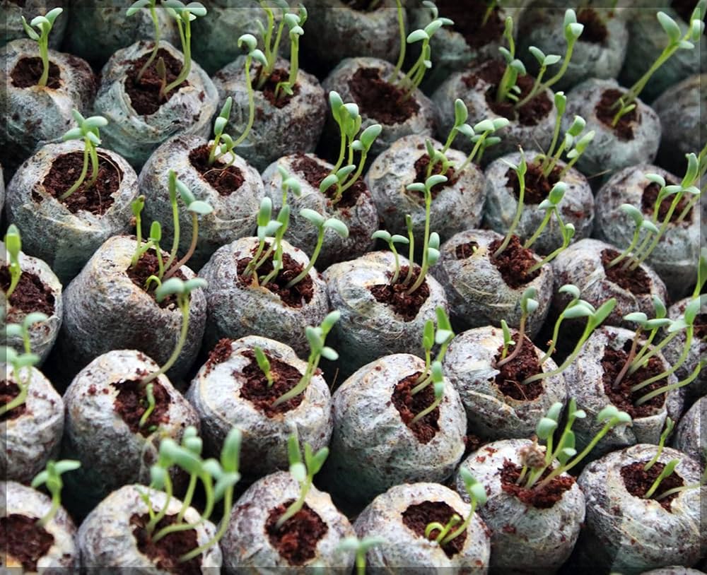 Lisslune | Coconut Fiber Peat Seedling Pellets – Starter for Seed Planting