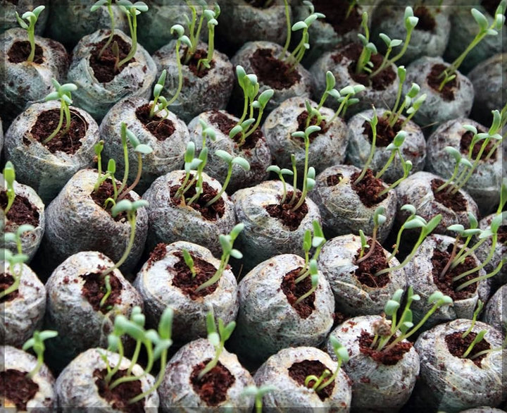 Lisslune | Coconut Fiber Peat Seedling Pellets – Starter for Seed Planting