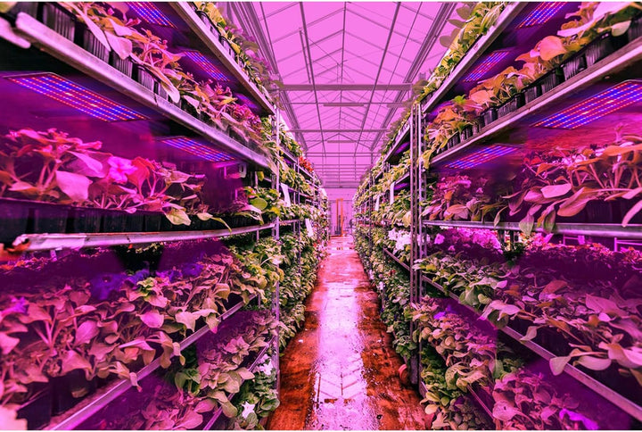 Lisslune | LED Quantum Plant Light Panel for Growth and Color Promotion – With Adjustable Light Mode