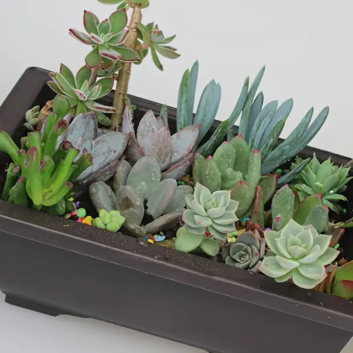 Lisslune | Plant pot with saucer – Rectangular flower pot for garden and balcony
