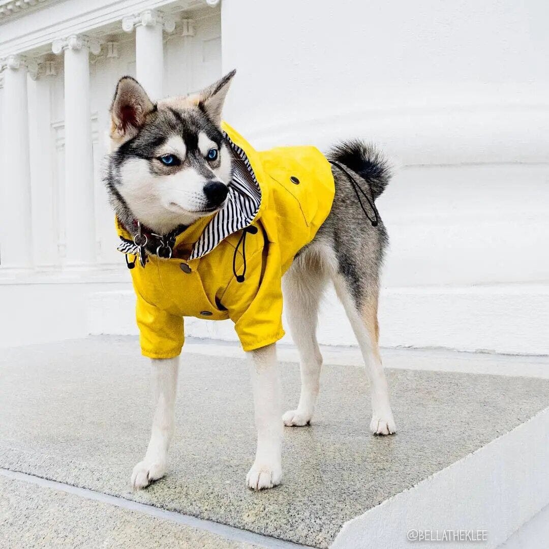 Lisslune | Rain Jacket