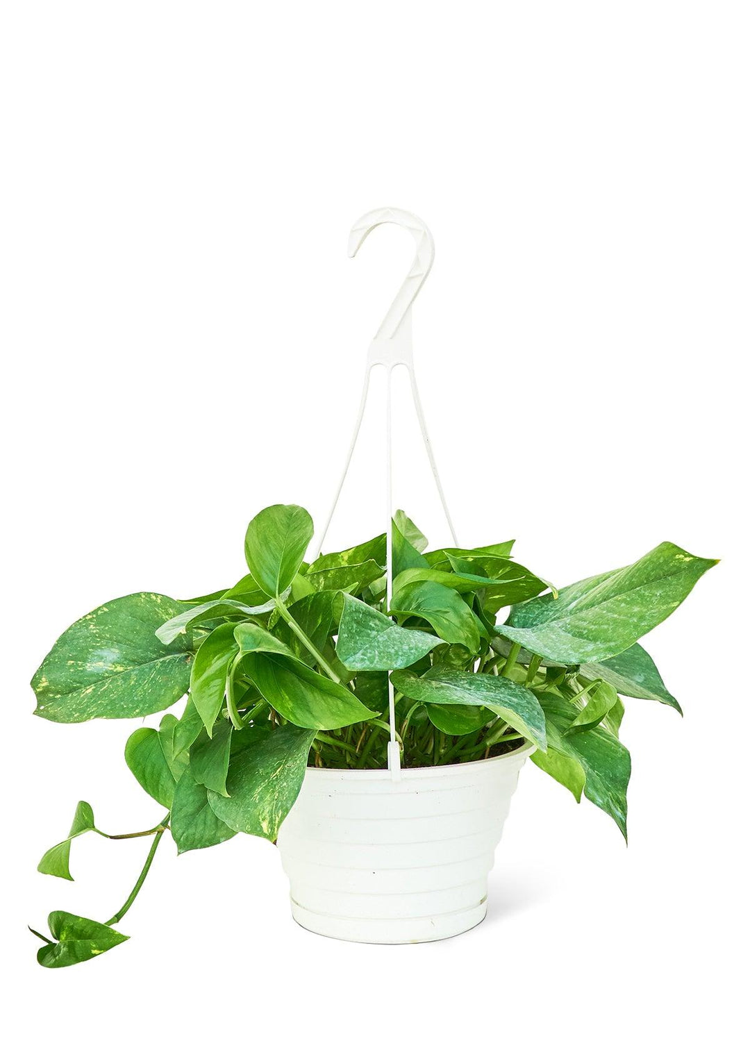 Lisslune | Elegant Golden Pothos: Elevate Your Interior Retreat