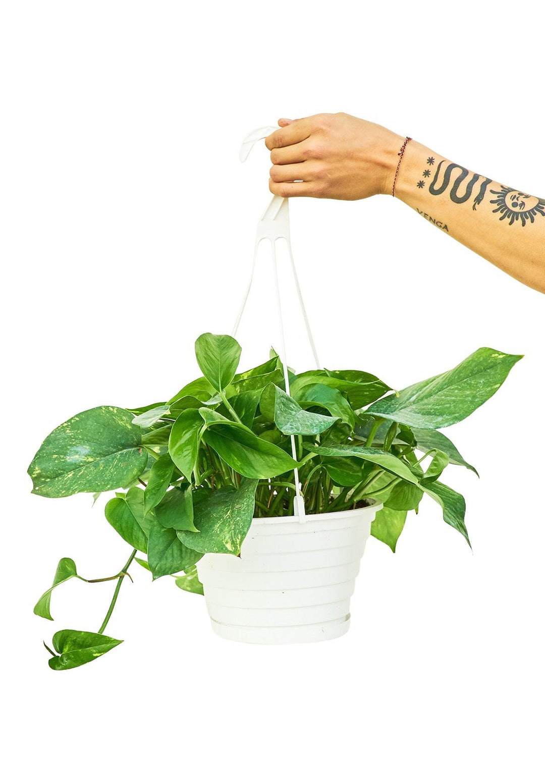 Lisslune | Elegant Golden Pothos: Elevate Your Interior Retreat
