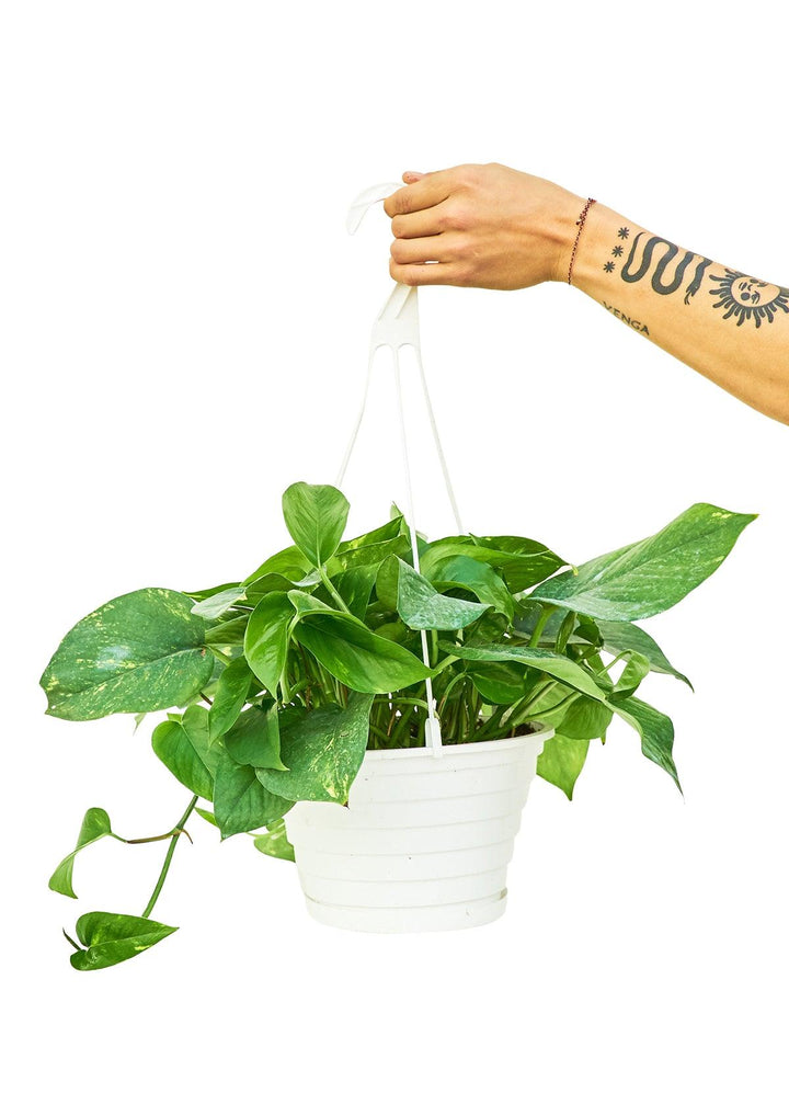 Lisslune | Elegant Golden Pothos: Elevate Your Interior Retreat