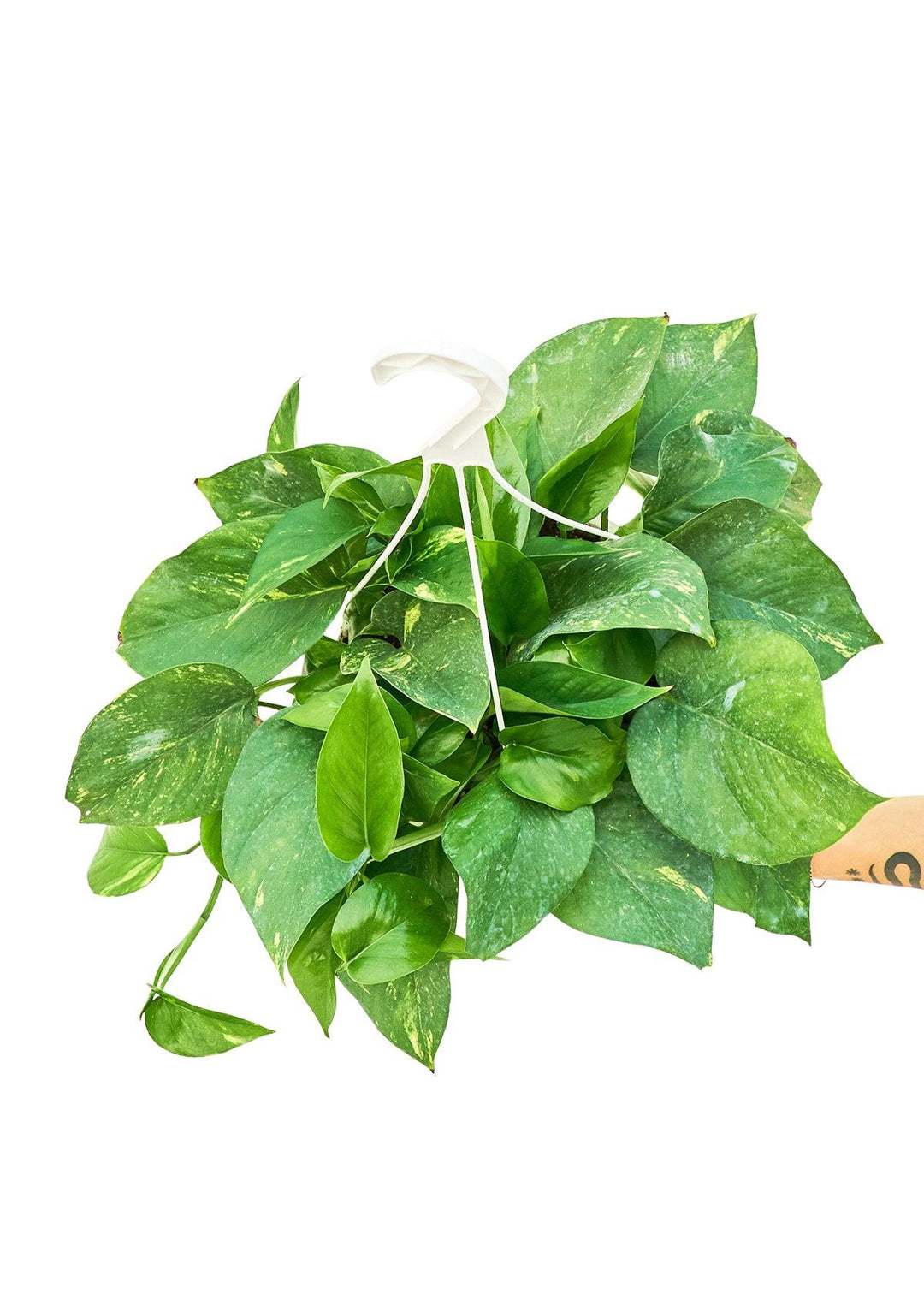 Lisslune | Elegant Golden Pothos: Elevate Your Interior Retreat