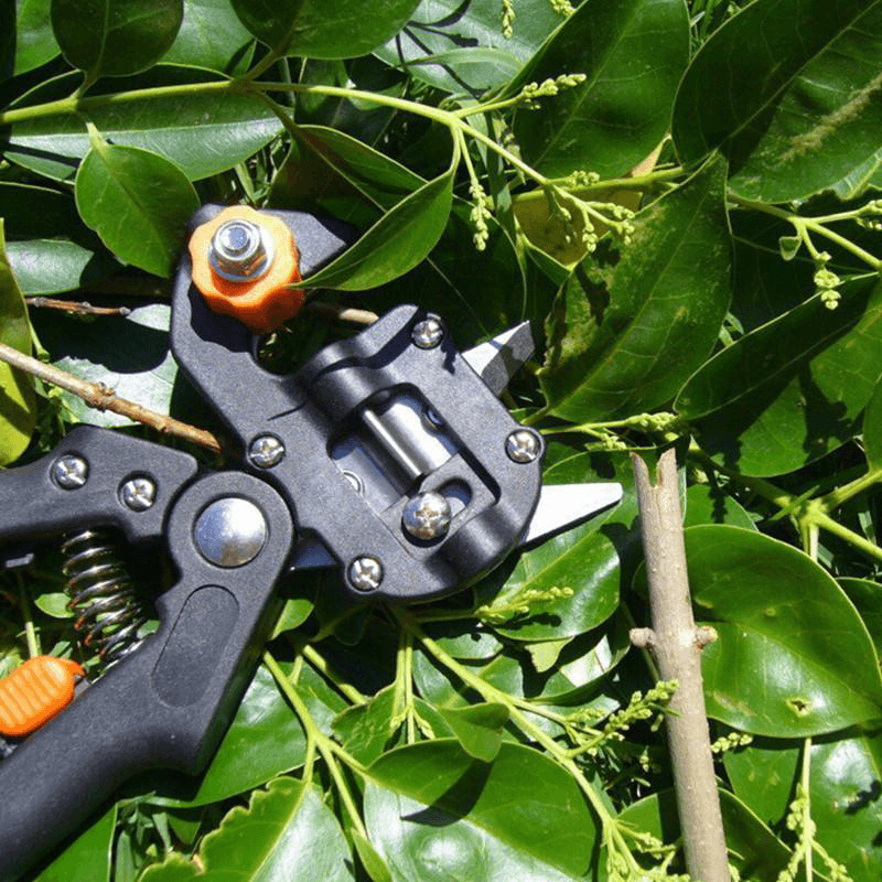 Lisslune | Professional Garden Grafting Tool Set