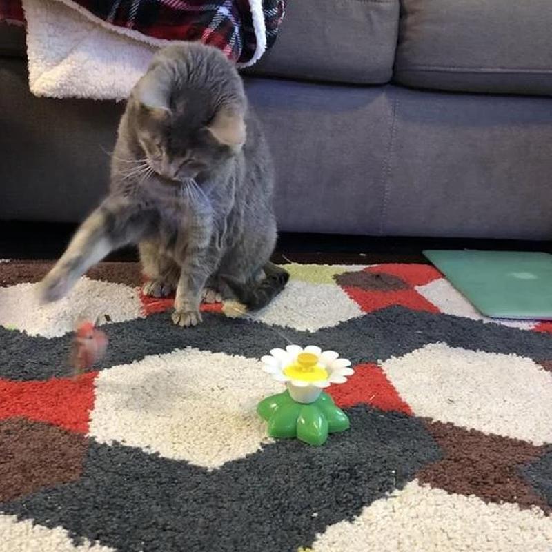 Lisslune | Interactive Bird Toy for Cats