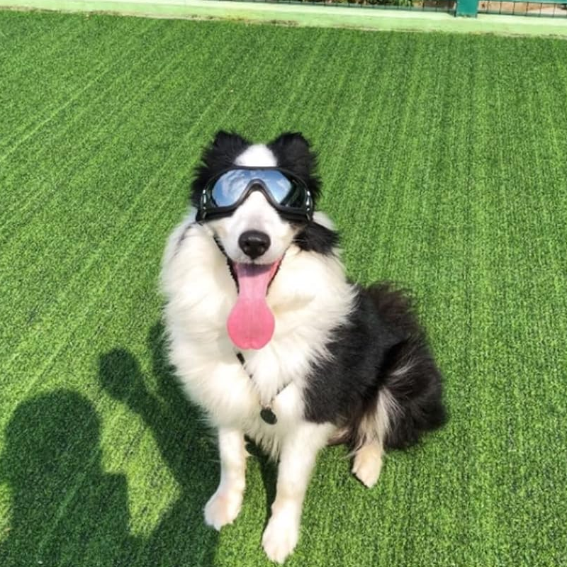 Lisslune | Outdoor Protection Glasses for Dogs