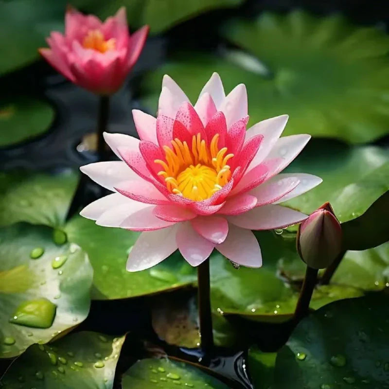 Lisslune | Magical Lotus Flower Seeds