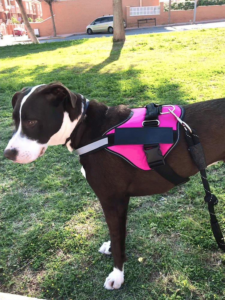 Lisslune | Anti Choke Dog Harness