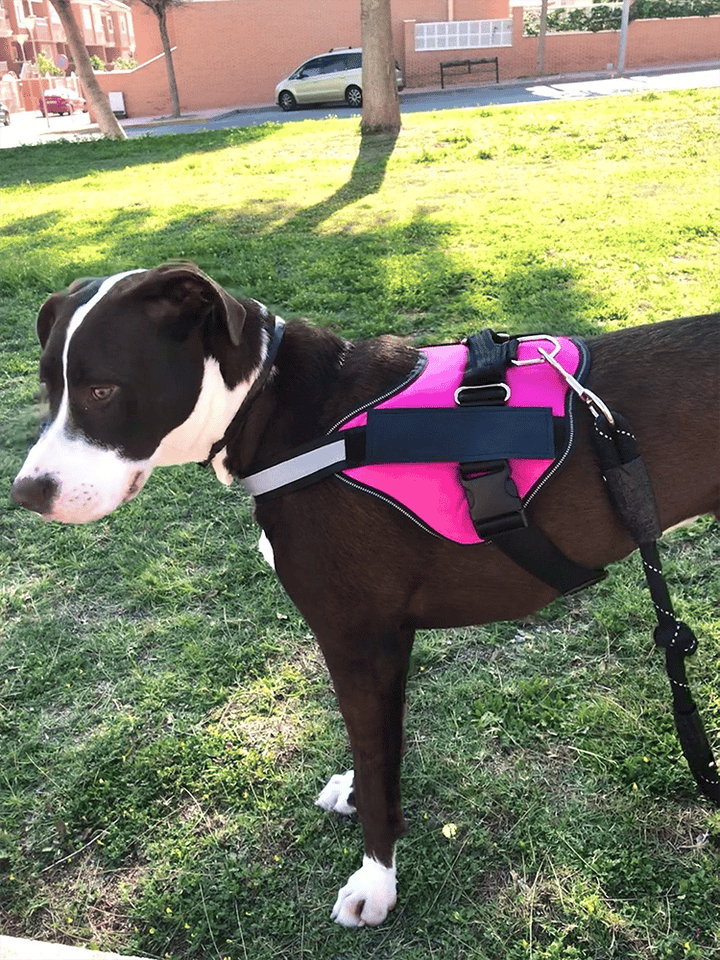 Lisslune | Anti Choke Dog Harness