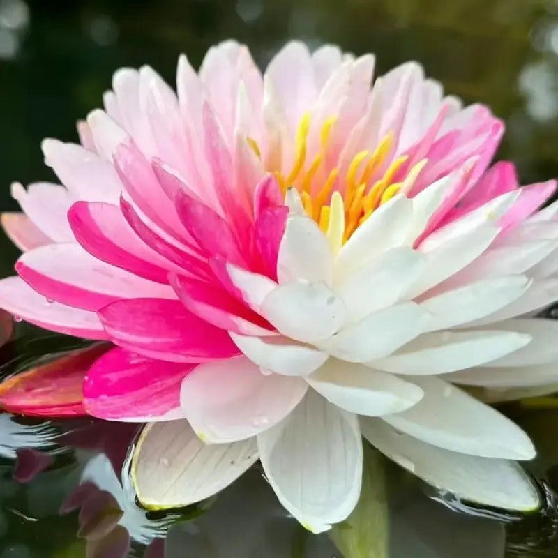 Lisslune | Magical Lotus Flower Seeds