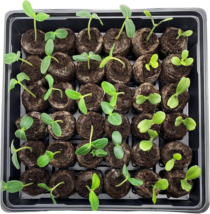 Lisslune | Coconut Fiber Peat Seedling Pellets – Starter for Seed Planting