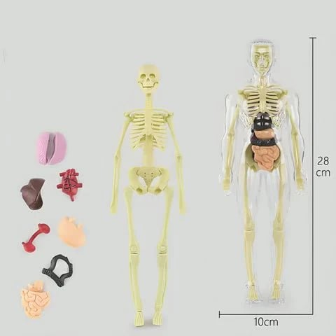 Lisslune | Clear Human Body Structure Model