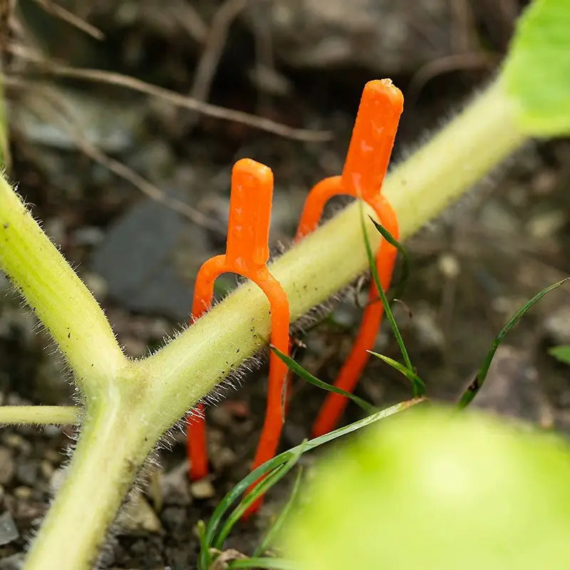 Lisslune | Garden plants support clamps made of plastic for optimal plant stability