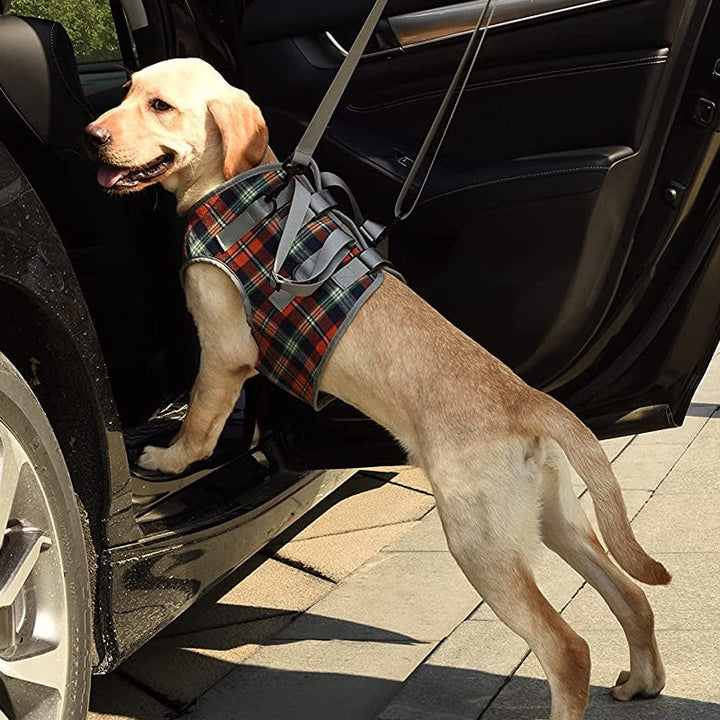 Lisslune | Orthopedic Strap for Hind Legs