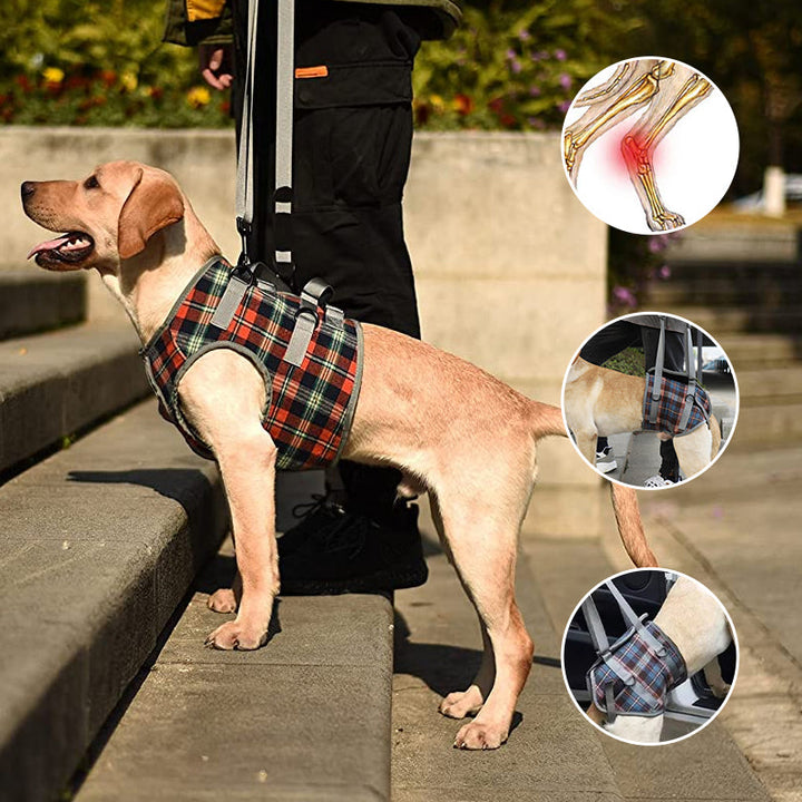 Lisslune | Orthopedic Strap for Hind Legs