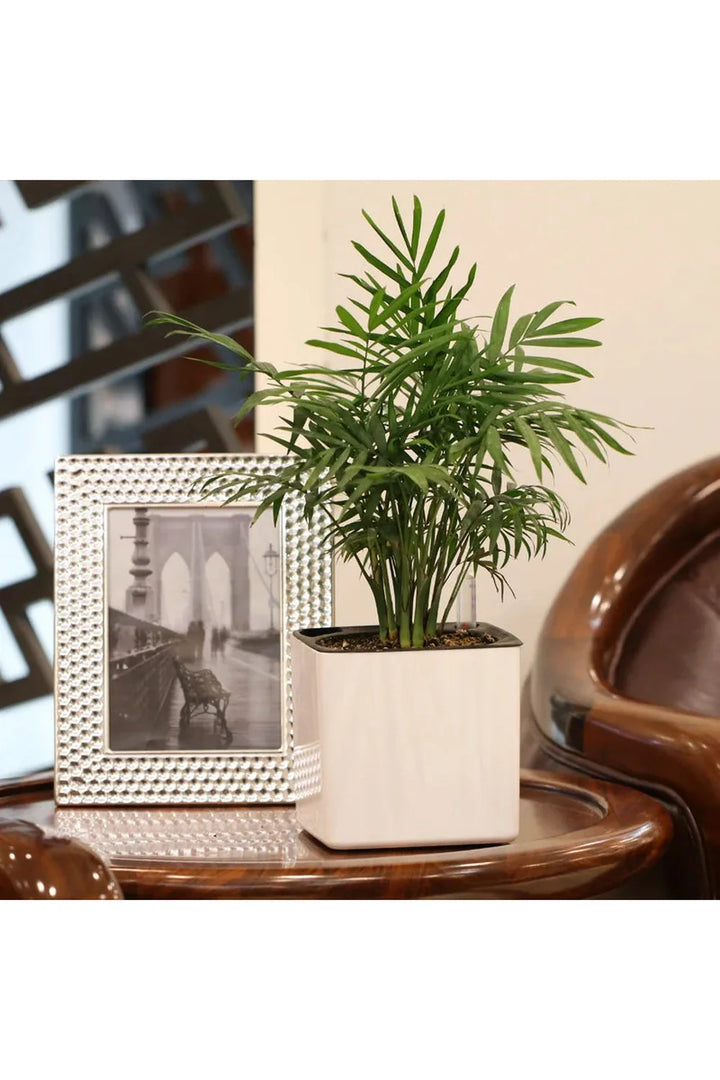 Lisslune | white plant pots