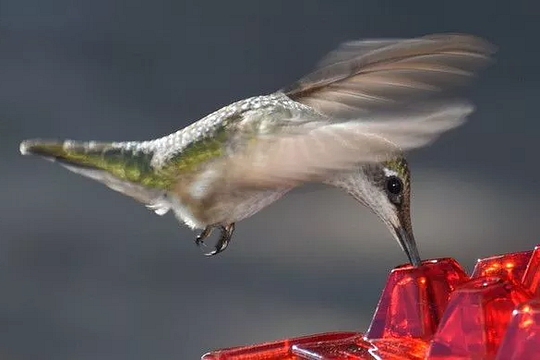 Lisslune | NectarHex – Ant-proof hummingbird feeder with 30 ports and UV-resistant design